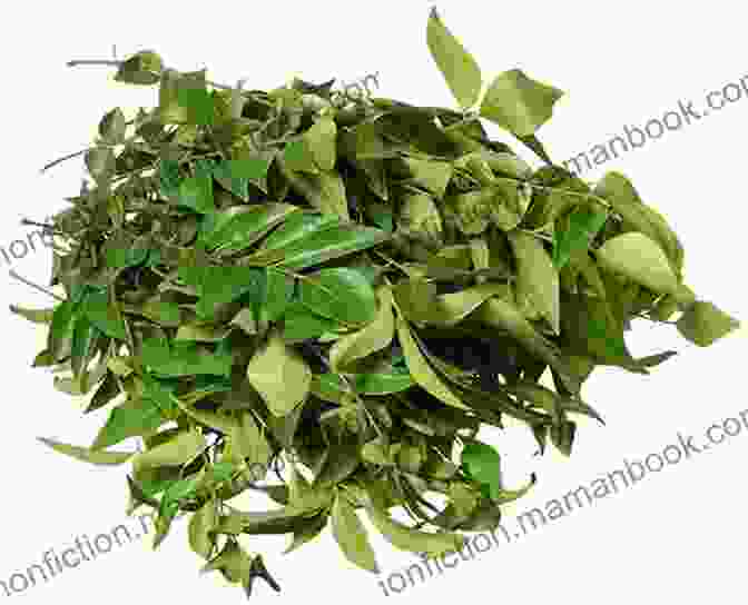 A Bunch Of Fresh Curry Leaves Curry Leaves: Health Benefits And Side Effects