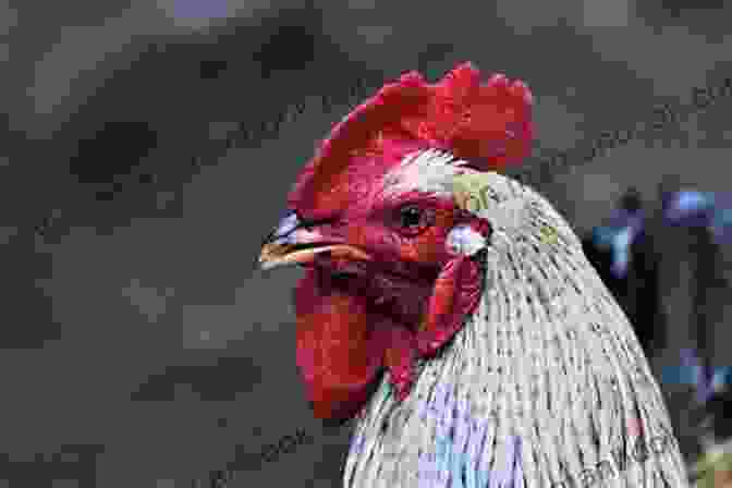 A Close Up Of A Rooster's Head, Its Eyes Piercing And Its Beak Slightly Parted, About To Crow. The Voice Of The Rooster And The Lessons It Teaches