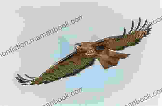 A Majestic Hawk Soaring Above The Rugged Mountains Of West Virginia West Virginia: : Or Parable From A Hawk