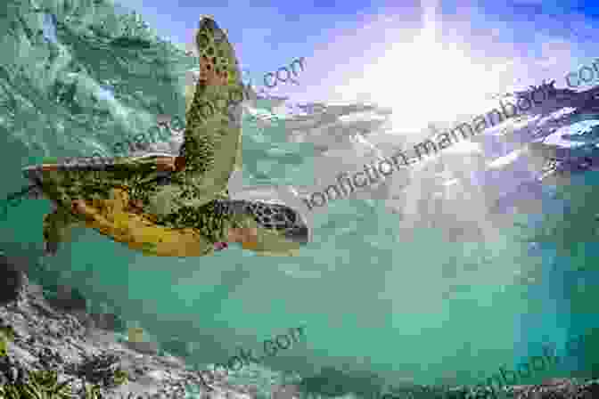A Majestic Sea Turtle Gliding Effortlessly Through The Water Primeval Waters William Burke