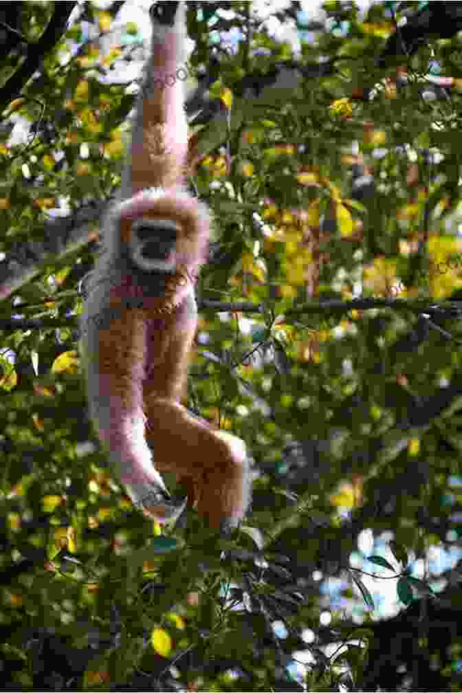 A Playful Monkey Swinging From A Tree Branch The Chronicles Of An Exotic Animal Cowboy: The Pearl Islands: From The Life Journals Of William Thacker (The Chronicles Of An Exotic Animal Cowboy From The Life Journals Of William Thacker)