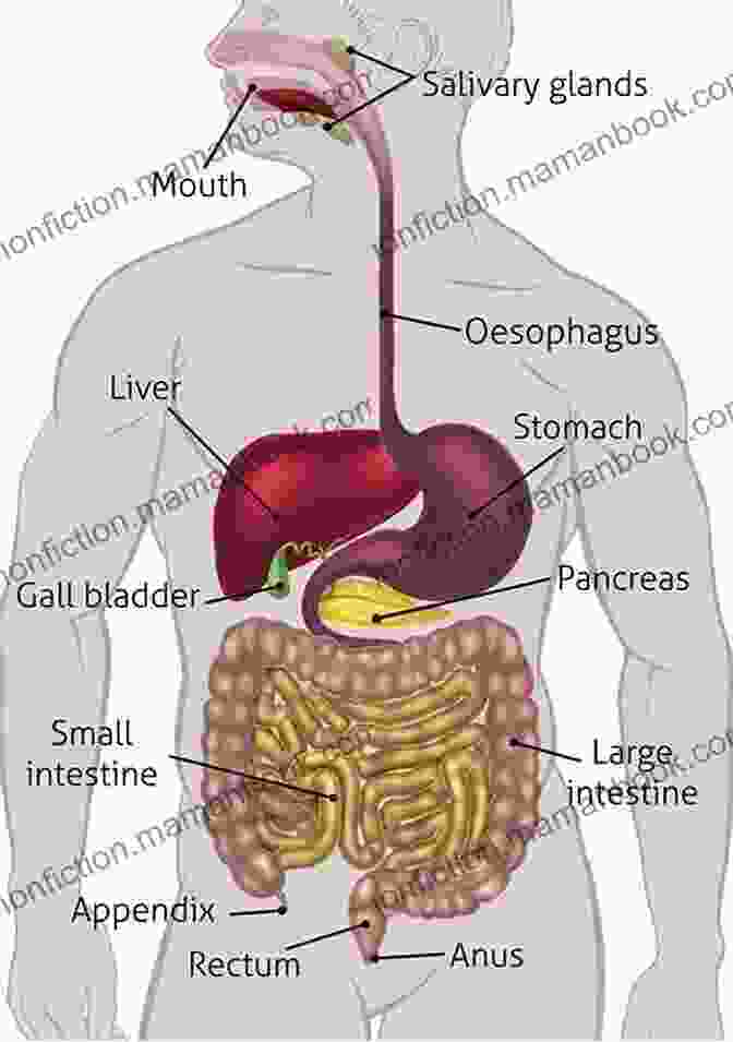 Diagram Of The Human Body Showing The Respiratory, Digestive, And Endocrine Systems Anatomy Physiology (includes A P Online Course) E