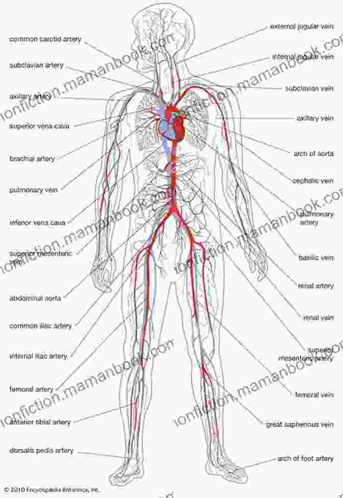 Diagram Of The Human Body Showing The Skeletal, Muscular, Nervous, And Cardiovascular Systems Anatomy Physiology (includes A P Online Course) E