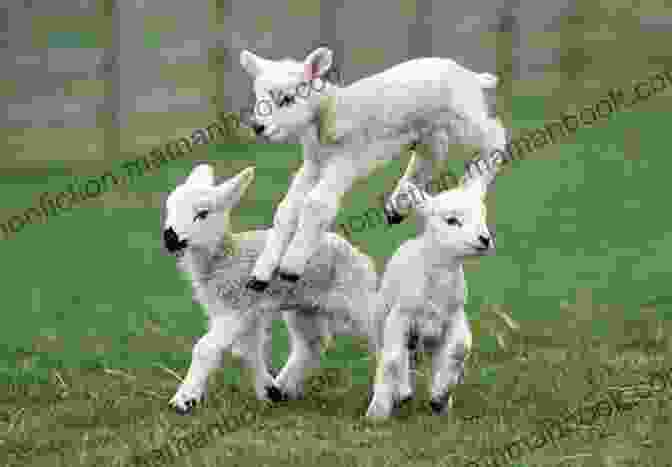 Lambs Laughing And Playing In The Rain, Despite The Storm. AlphaTales: L: The Lamb Who Loved To Laugh (Alpha Tales)