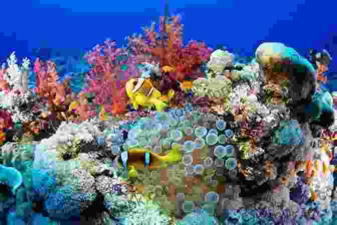 Vibrant Coral Reef Ecosystem The Sea Of Wonder: Words From My Heart To Yours